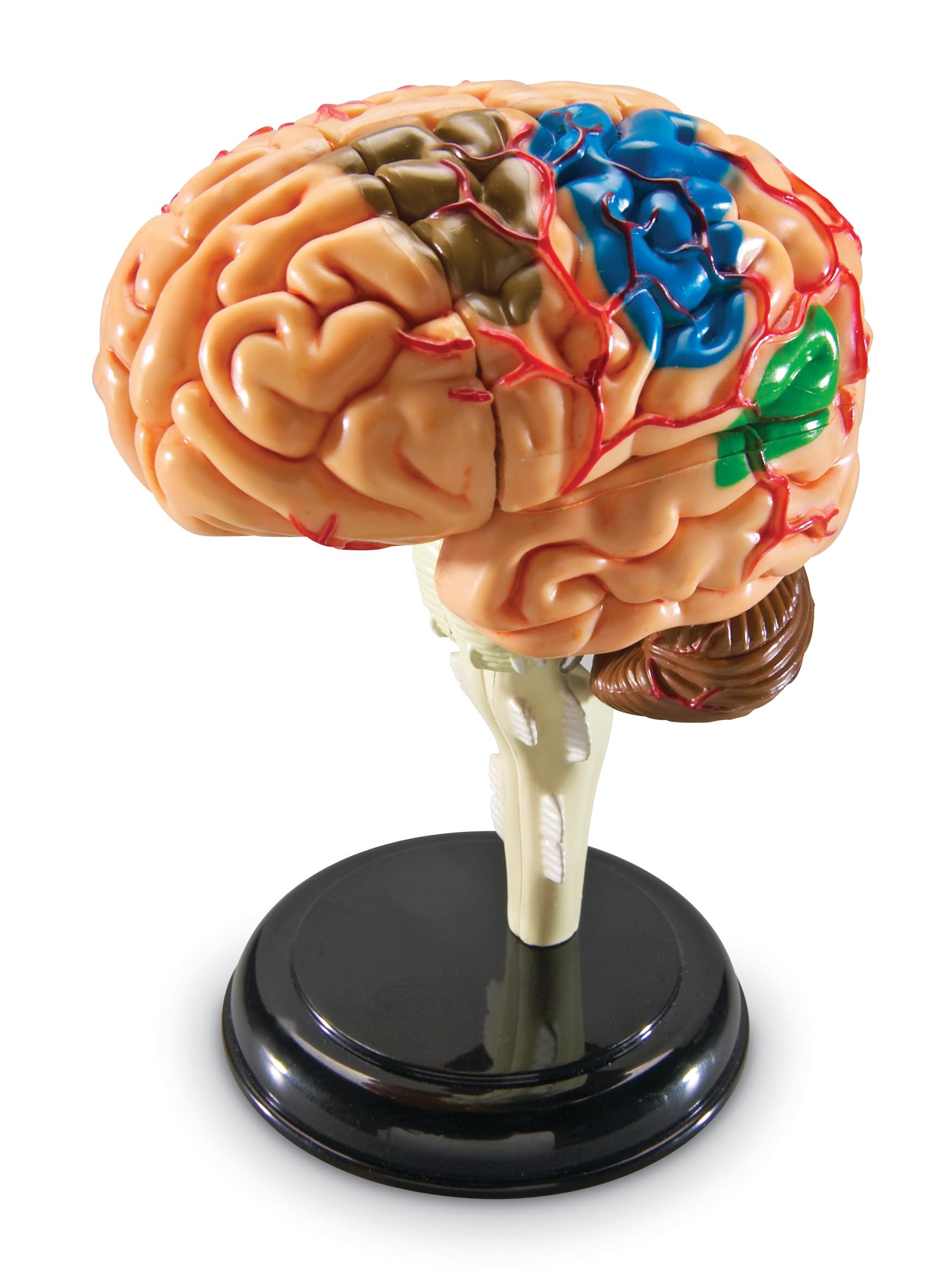 Learning Resources Brain Model - Anatomy and Science Classroom Must Haves, Neuro Health and Human Body Model, STEM Study Tools, Back to School Kits