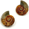 Authentic Fossils with Collection Box & Magnifier (Ammonite 4-5cm)