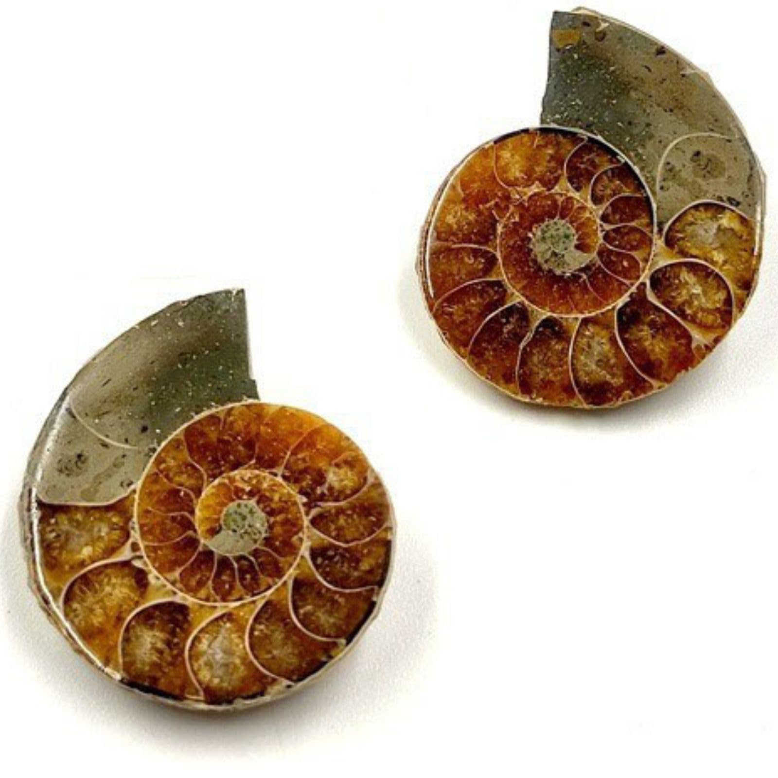Authentic Fossils with Collection Box & Magnifier (Ammonite 4-5cm)