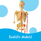 Learning Resources Anatomy Models Bundle Set - Skeleton and Physiology, Human Body Model , Science Classroom Must Haves, Biology Teacher Supplies