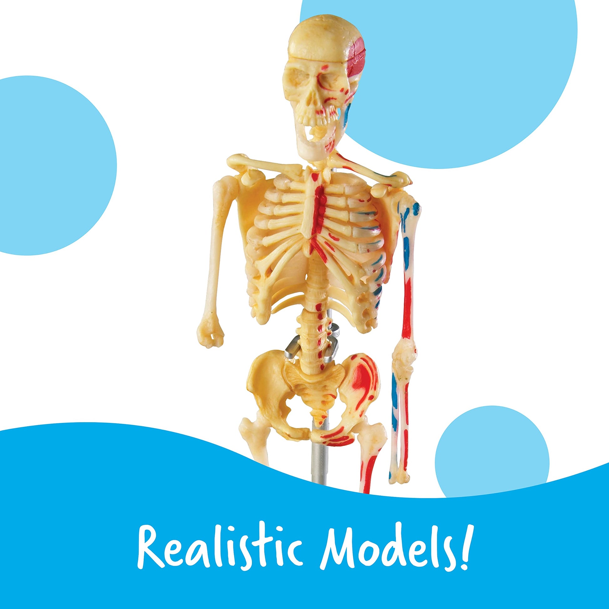Learning Resources Anatomy Models Bundle Set - Skeleton and Physiology, Human Body Model , Science Classroom Must Haves, Biology Teacher Supplies