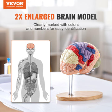 VEVOR 4-Part Human Brain Model Anatomy with Labels & Display Base, Color-Coded Life Size Human Brain Anatomical Model for Science Classroom Study