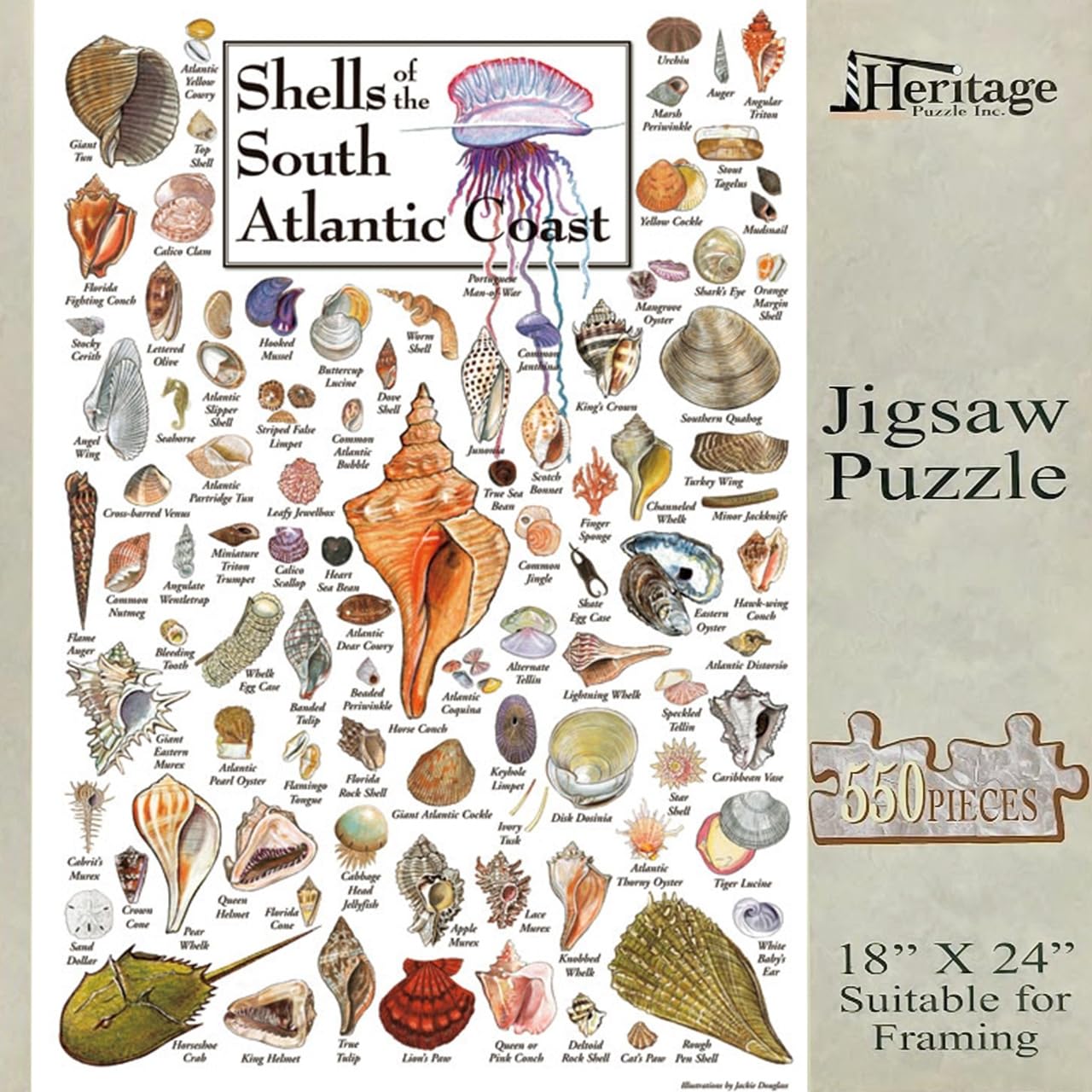 Heritage Puzzle - Shells of The South Atlantic Coast by John & Jackie Leatherbury Douglass 550 Piece Puzzles for Adults - Marine Life Art - Frameable