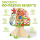 Monläurd® Montessori Wooden Tree Activity Center, Sensory Table & Busy Board for Toddlers 1-3, 4-Season Learning Activity Cube for Playroom & Daycare