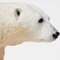 Safari Ltd. Polar Bear Figurine - Detailed 4.75" Plastic Model Figure - Fun Educational Play Toy for Boys, Girls & Kids Ages 1+