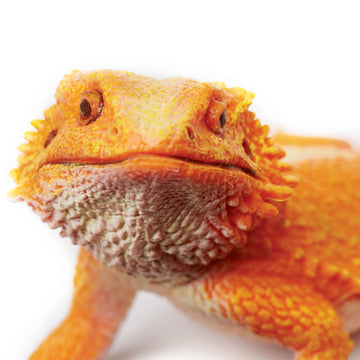 Safari Ltd. Bearded Dragon Figurine - Detailed 8.5" Plastic Model Figure - Fun Educational Play Toy for Boys, Girls & Kids Ages 18M+