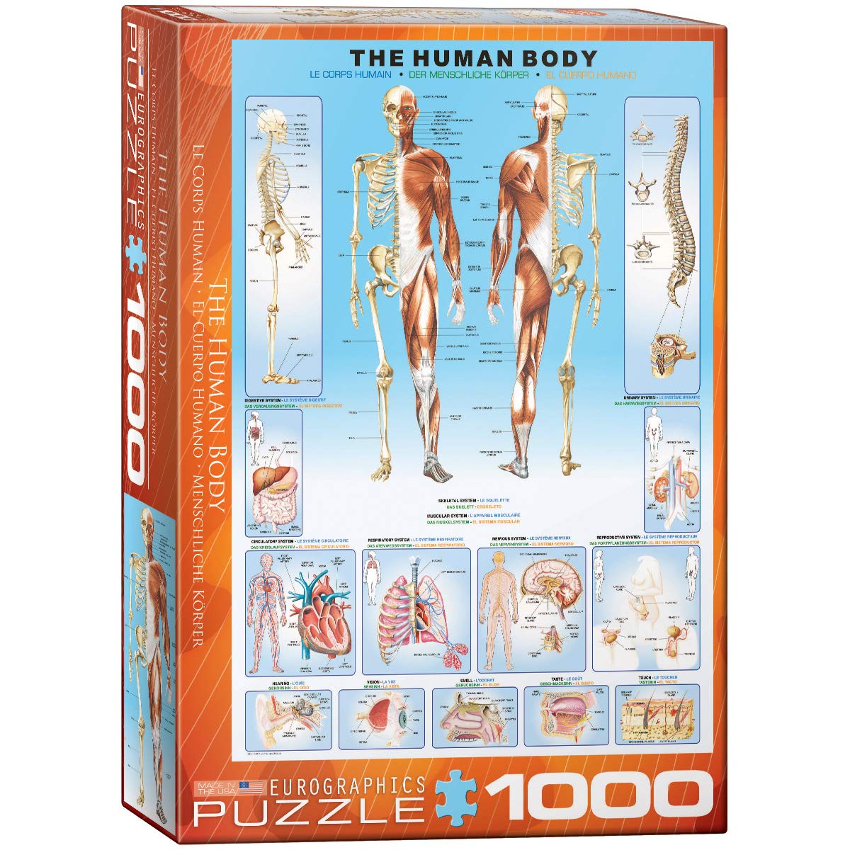 EuroGraphics Human Body Puzzle (1000-Piece)