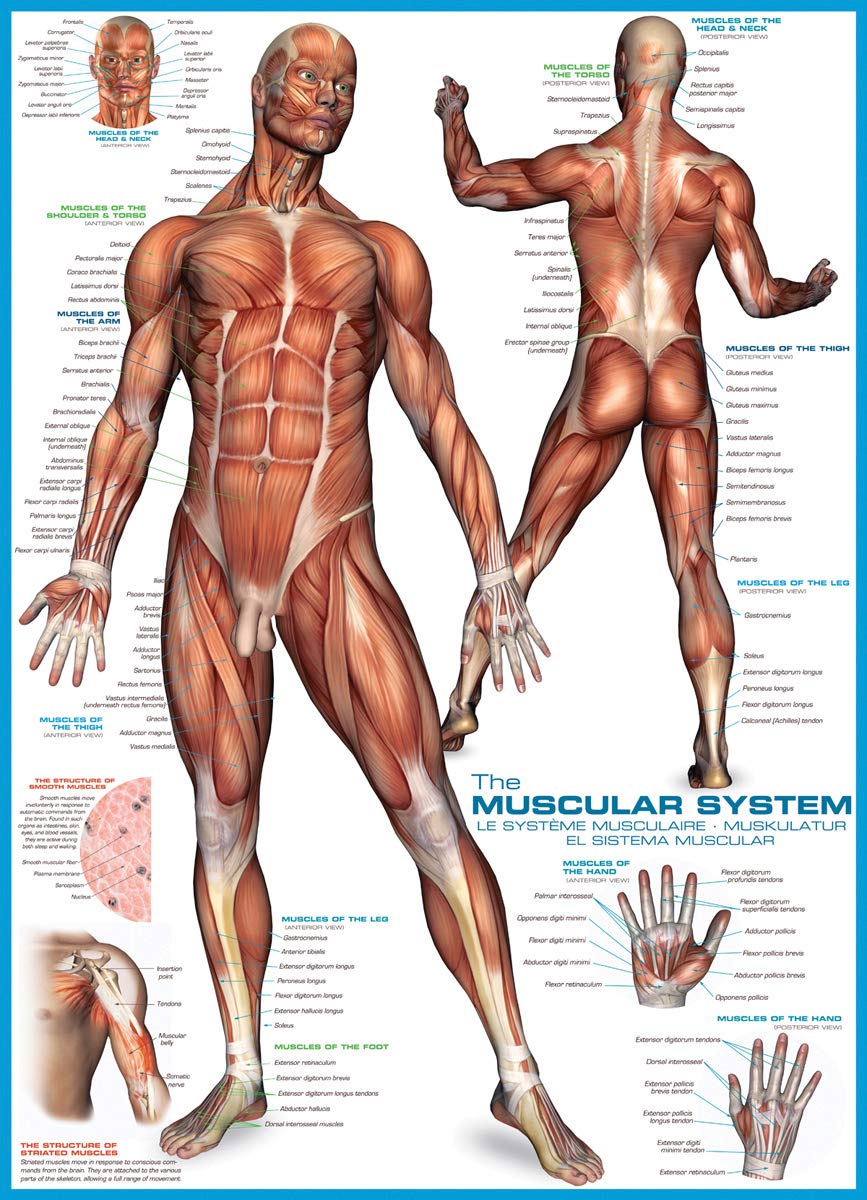 EuroGraphics Muscular System Puzzle (1000-Piece) (6000-2015)