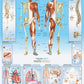 EuroGraphics Human Body Puzzle (1000-Piece)