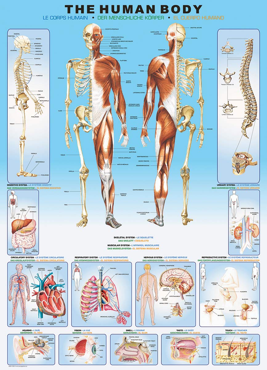 EuroGraphics Human Body Puzzle (1000-Piece)