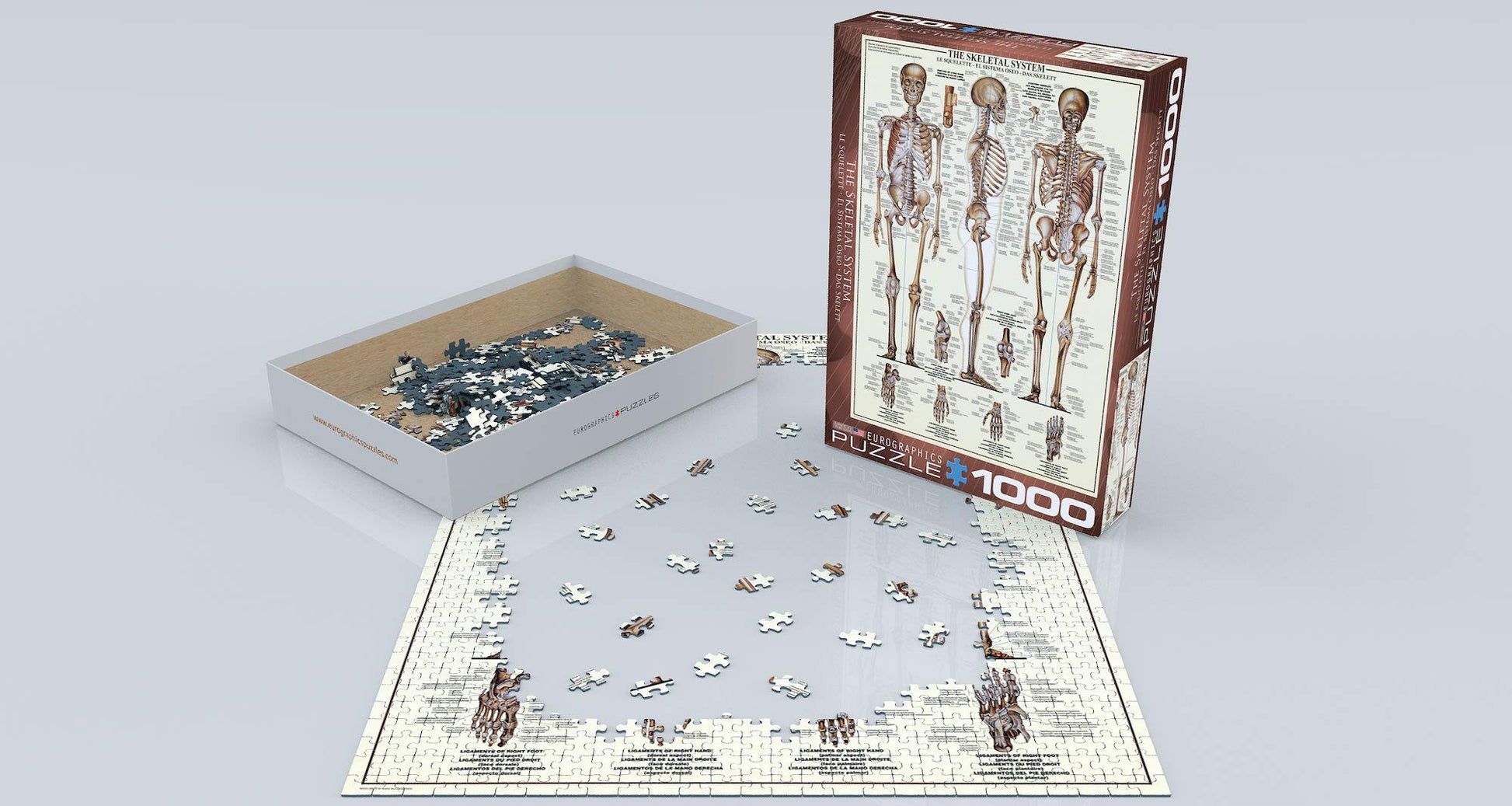 EuroGraphics Skeletal System (Chart) Puzzle (1000-Piece) (6000-3970) , Brown