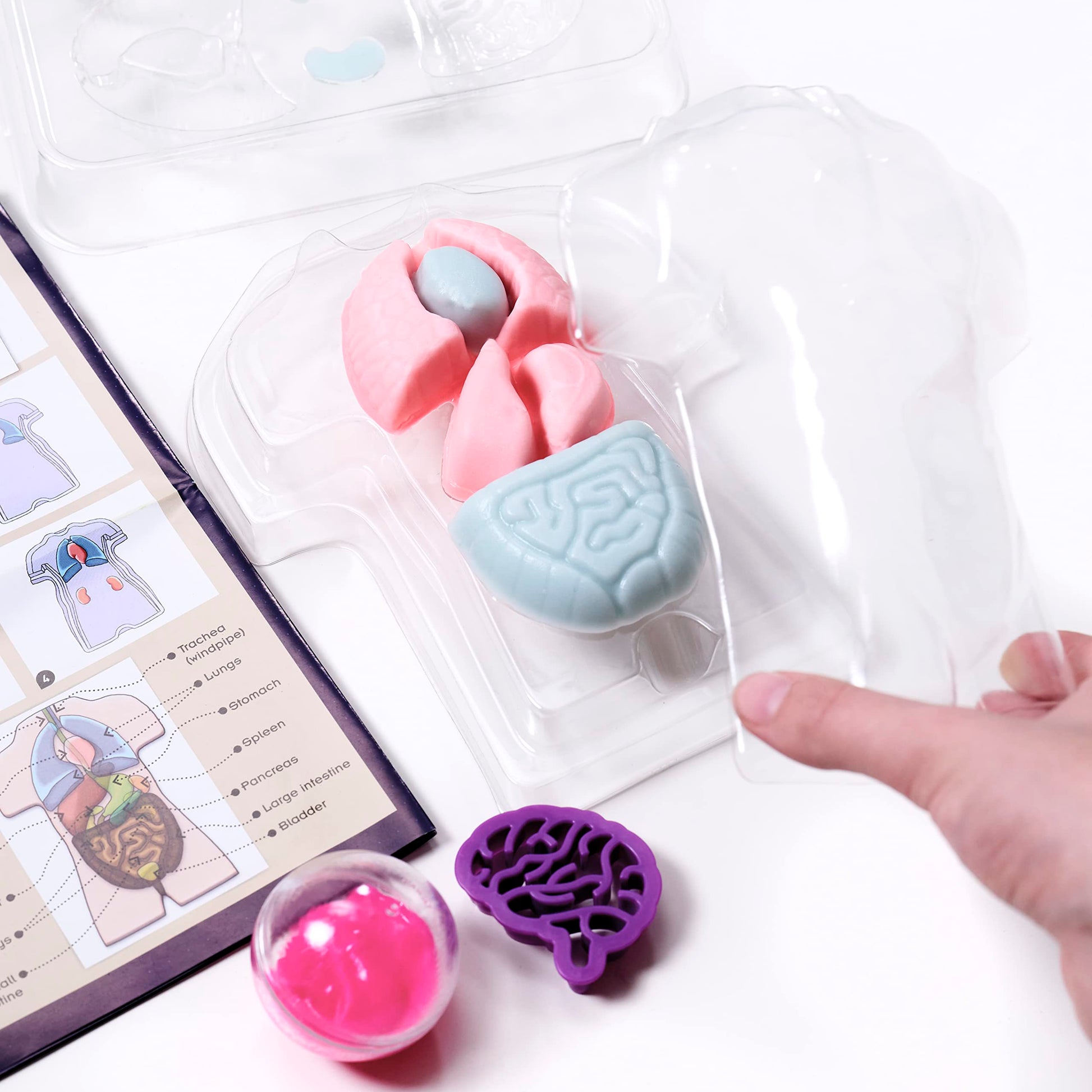 Thames & Kosmos Gross Anatomy: Make-Your-Own Squishy Human Body STEM Experiment Kit | Make Colorful Models of Human Organs with Slime & Putty | Fun