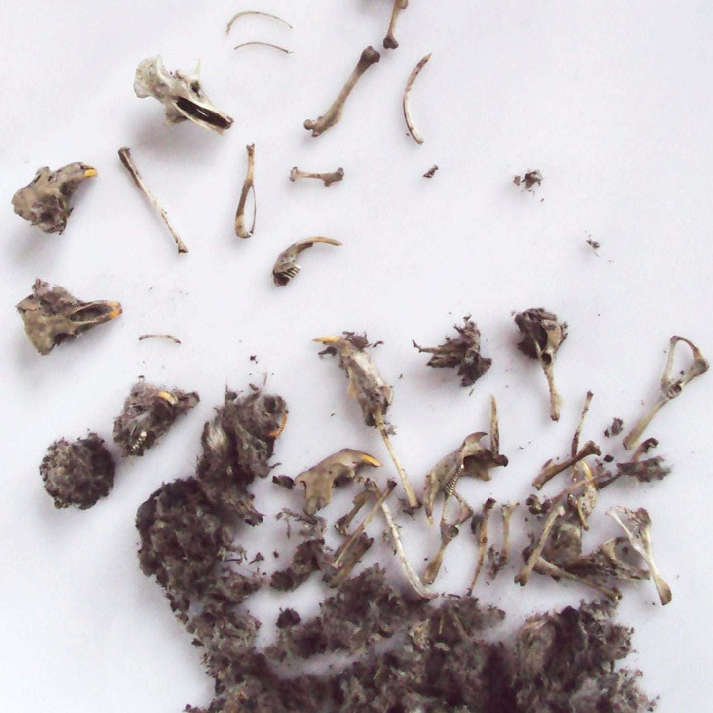 Copernicus Toys Real Owl Pellet kit Dissect Real owl pellets | Bone Chart Included