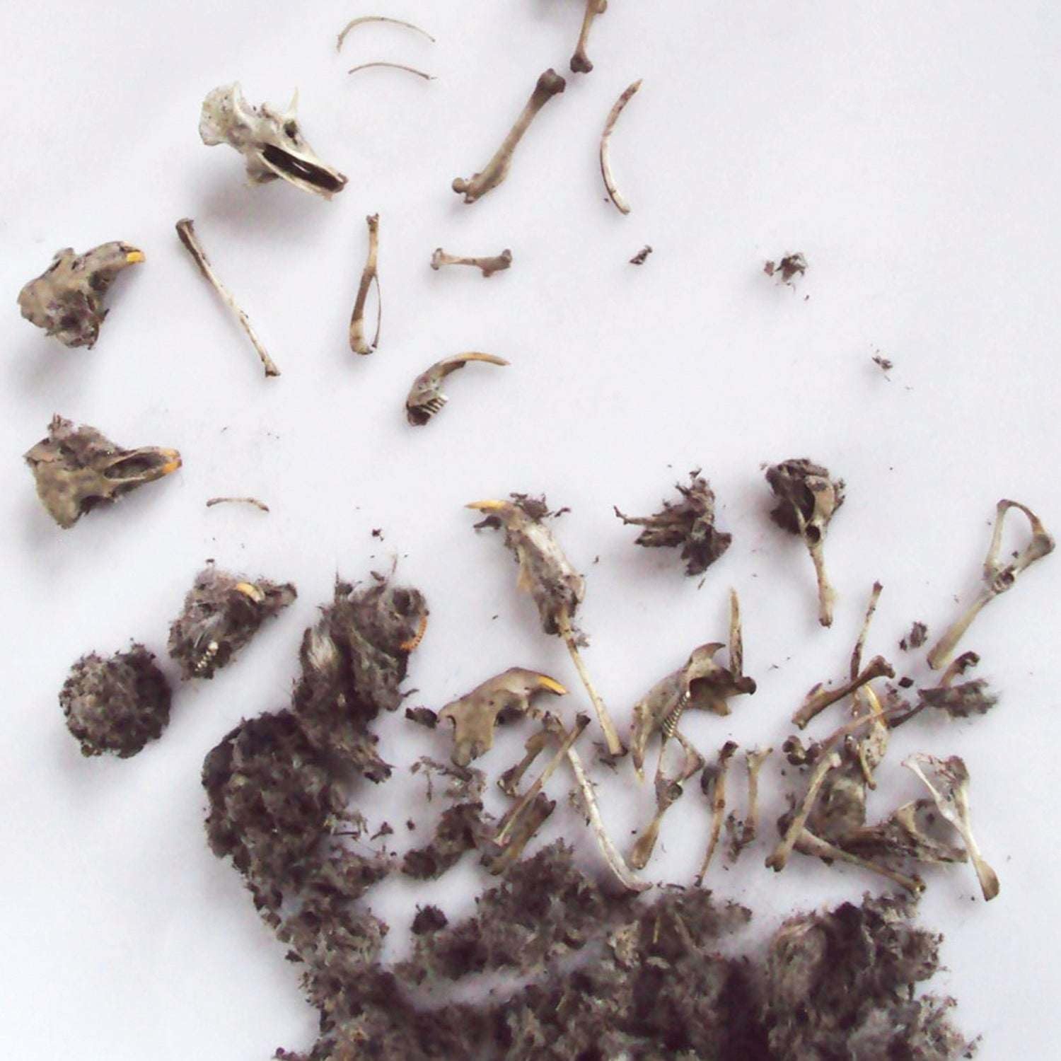 Copernicus Toys Real Owl Pellet kit Dissect Real owl pellets | Bone Chart Included