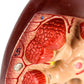 QWORK Life-Size Human Kidney Model, Educational Anatomy Replica Two-Part Structure Teaching Tool for Classroom and Biology Study