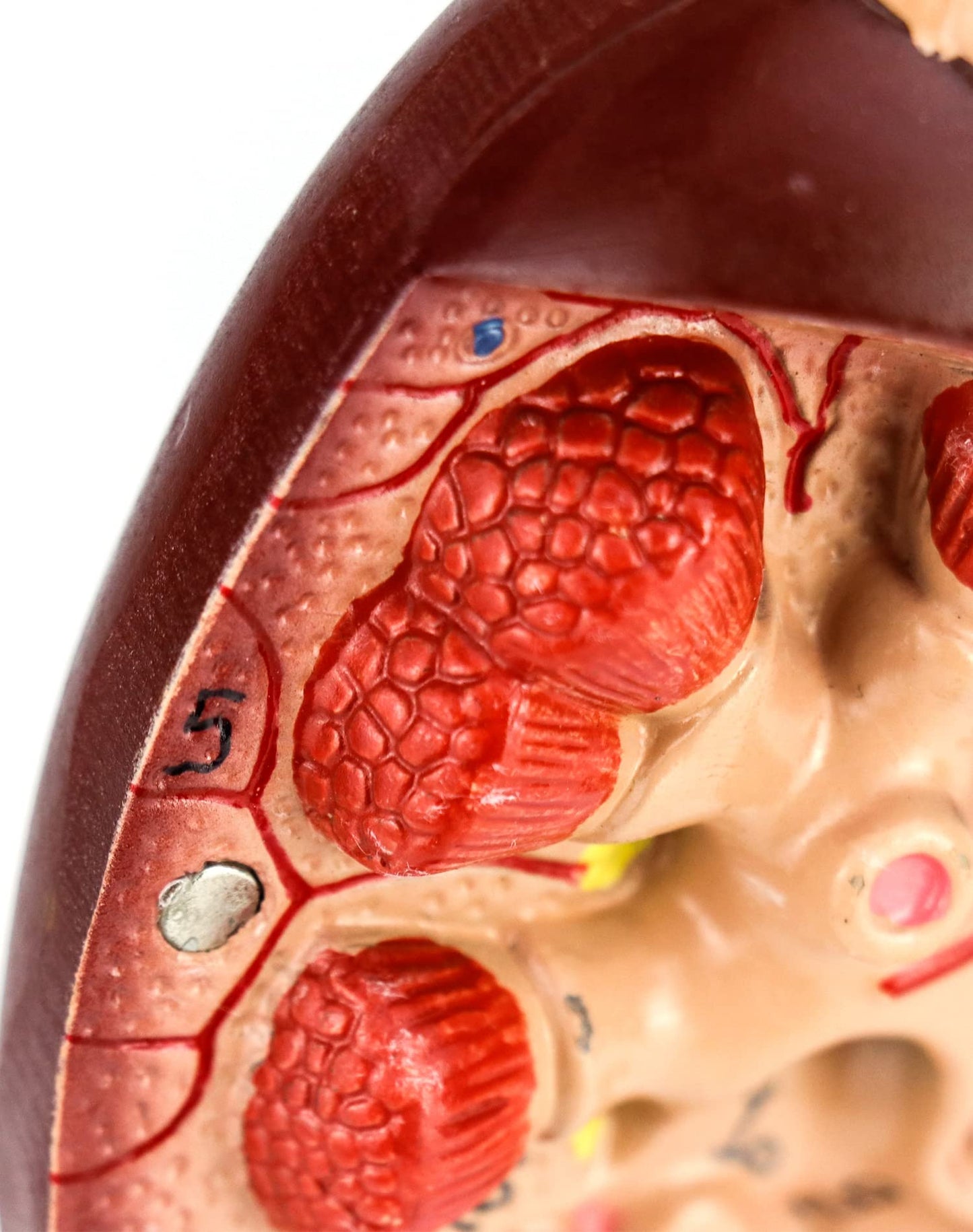QWORK Life-Size Human Kidney Model, Educational Anatomy Replica Two-Part Structure Teaching Tool for Classroom and Biology Study