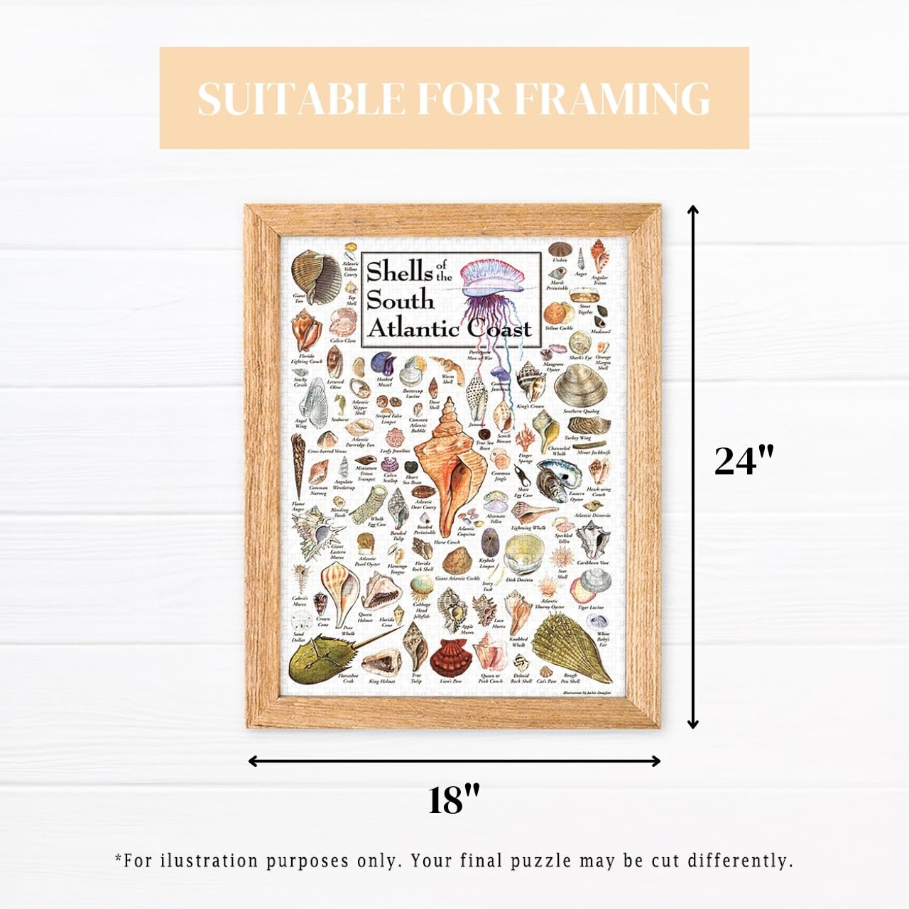 Heritage Puzzle - Shells of The South Atlantic Coast by John & Jackie Leatherbury Douglass 550 Piece Puzzles for Adults - Marine Life Art - Frameable