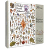 Heritage Puzzle - Shells of The South Atlantic Coast by John & Jackie Leatherbury Douglass 550 Piece Puzzles for Adults - Marine Life Art - Frameable