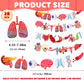 4 Strings 28 Pcs Anatomy Themed Hanging Banner, Human Body Parts Educational Cutouts Garland for Classroom Decorations, Science Party Supplies, School