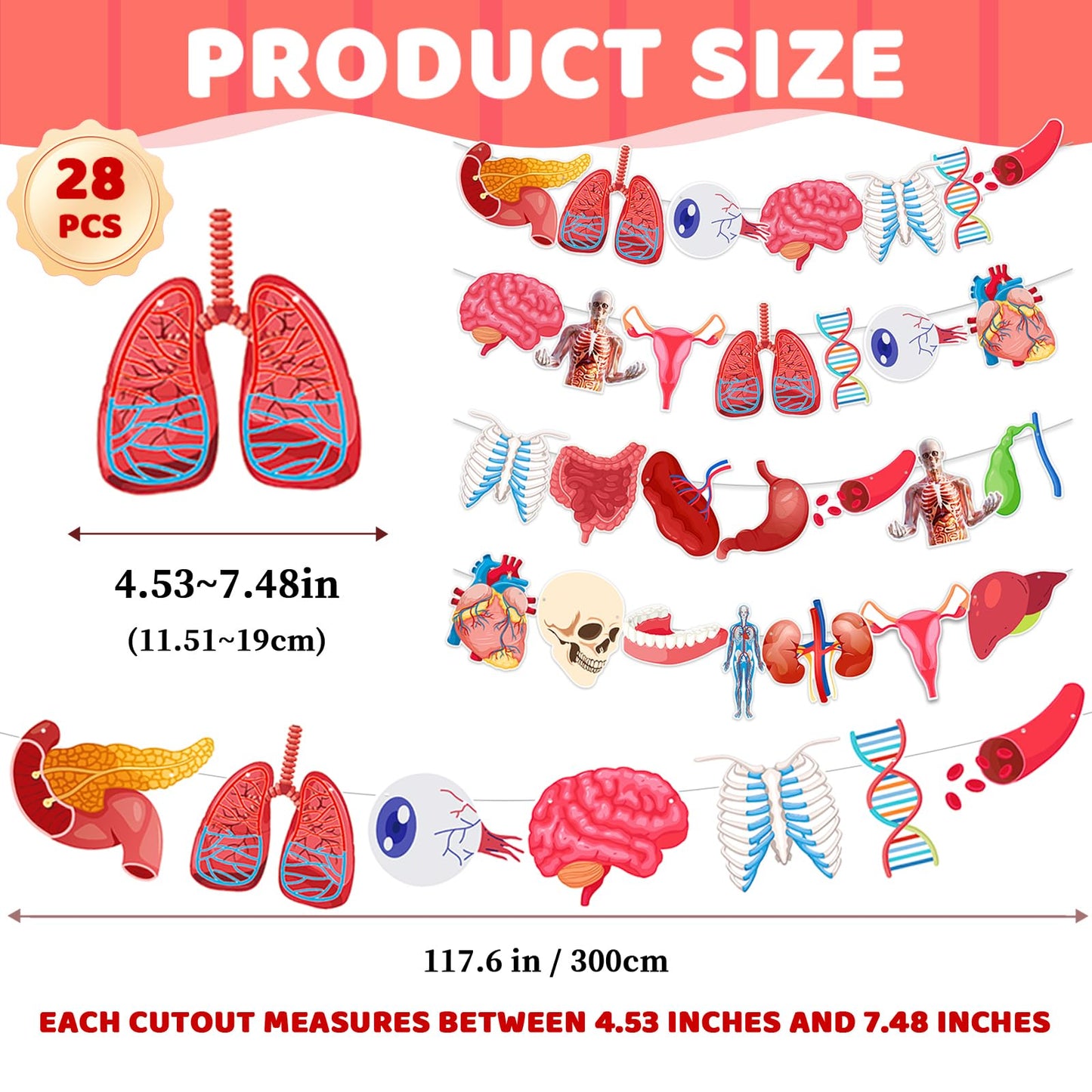 4 Strings 28 Pcs Anatomy Themed Hanging Banner, Human Body Parts Educational Cutouts Garland for Classroom Decorations, Science Party Supplies, School