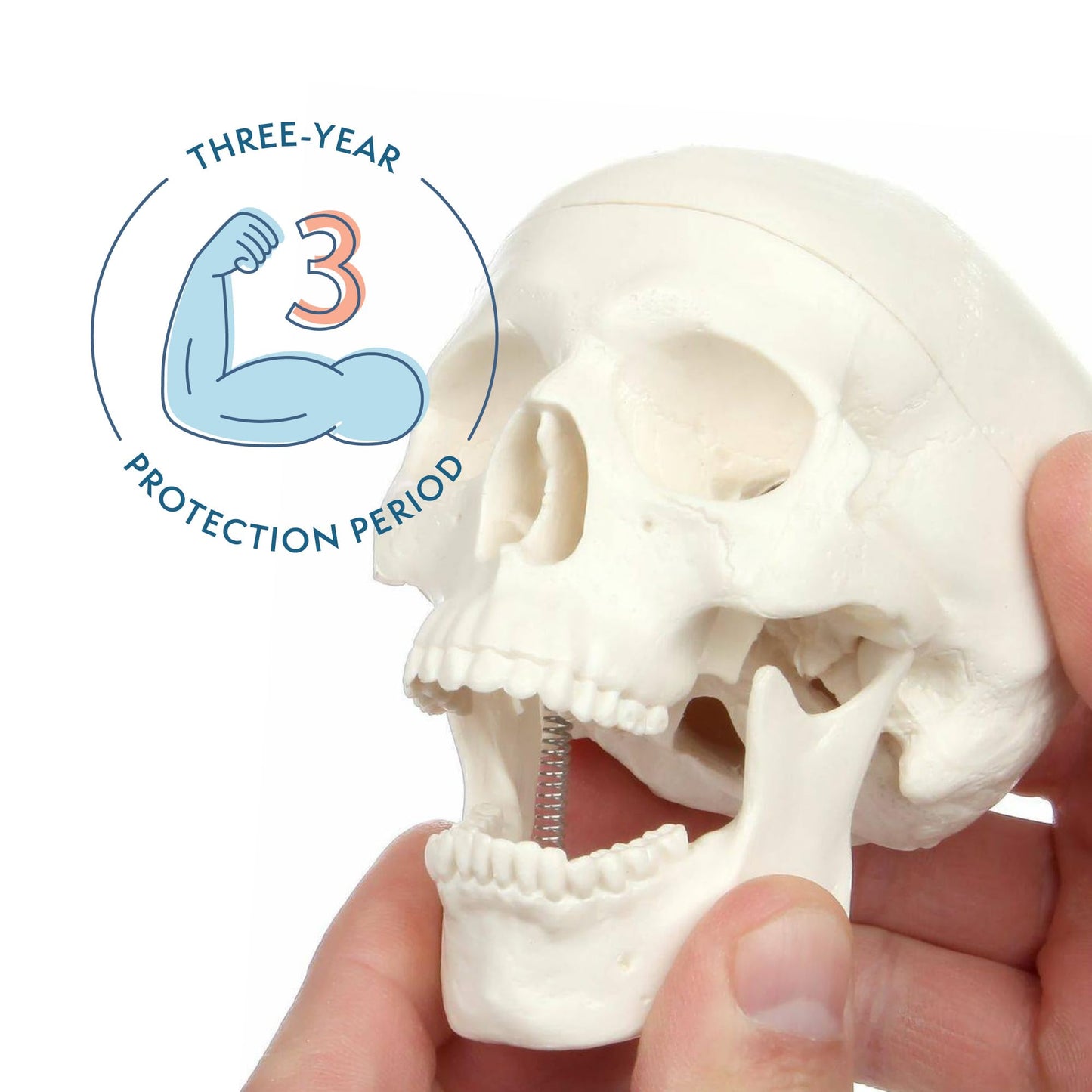 Axis Scientific 3.5" Miniature 3-Part Human Skull Model