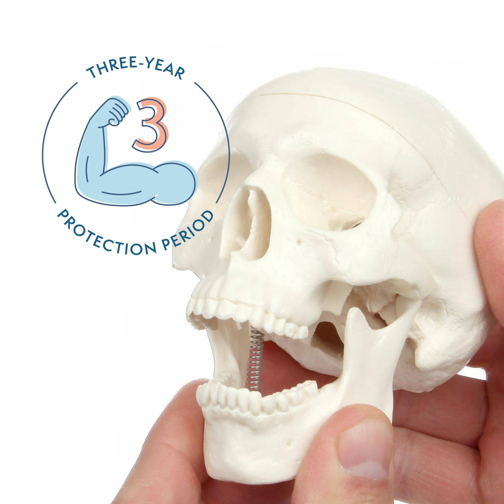 Axis Scientific 3.5" Miniature 3-Part Human Skull Model