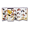 Earth Sky + Water FoldingGuide� - Common Butterflies of the Midwest - 10 Panel Foldable Laminated Nature Identification Guide