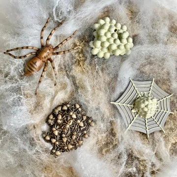 Safari Ltd. Safariology Life Cycle Series Life Cycle of a Spider Toy Figure for Boys and Girls - Ages 3+