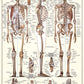 EuroGraphics Skeletal System (Chart) Puzzle (1000-Piece) (6000-3970) , Brown
