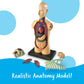 Learning Resources Human Body Model, Science Classroom Demonstration Tools, Realistic Human Anatomy Display, 31 Pieces, Grades 3+, Ages 8+