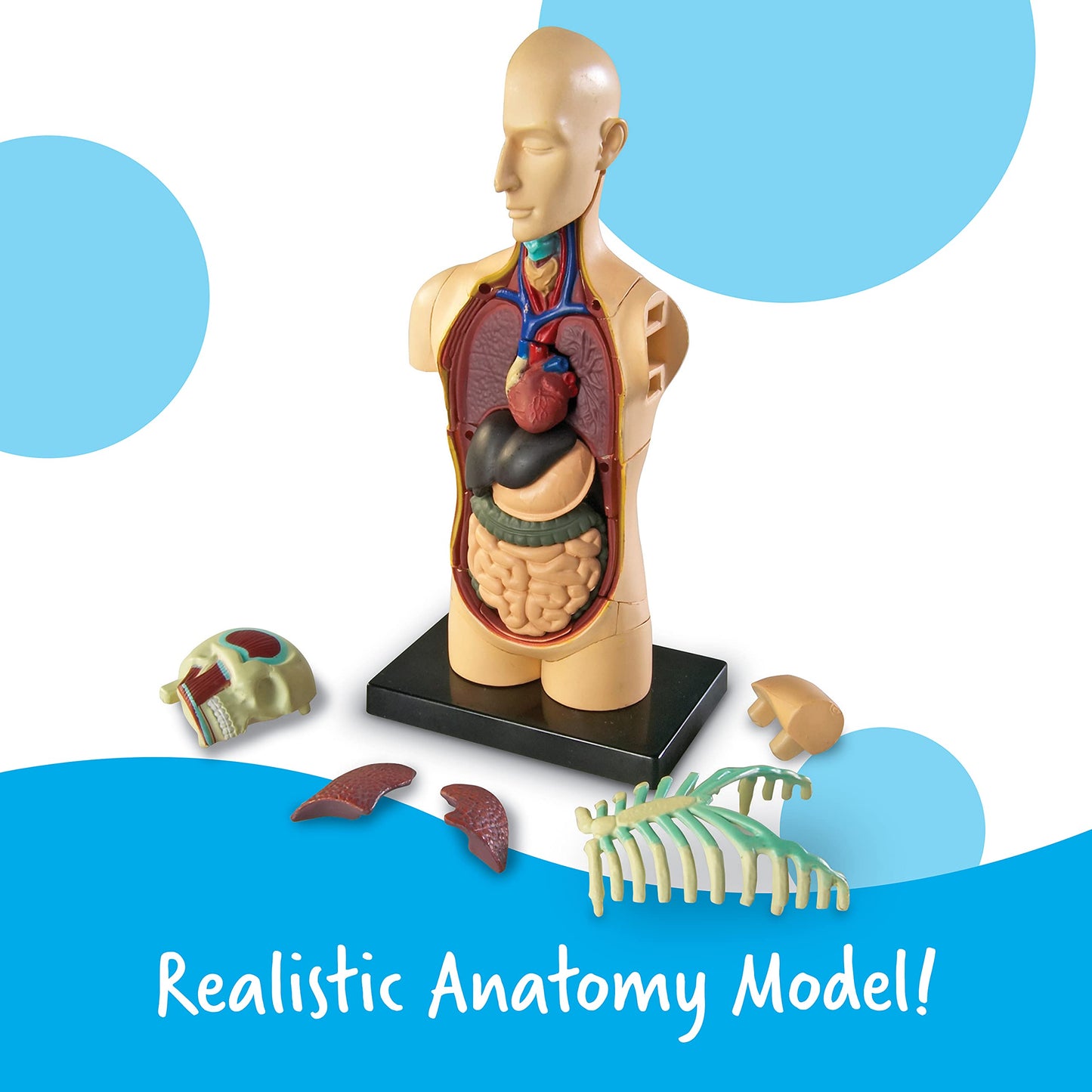 Learning Resources Human Body Model, Science Classroom Demonstration Tools, Realistic Human Anatomy Display, 31 Pieces, Grades 3+, Ages 8+