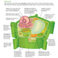 NewPath Simple Plant Cell 3-D Paper Model Making Kit - Individual Student Edition (17-7731)