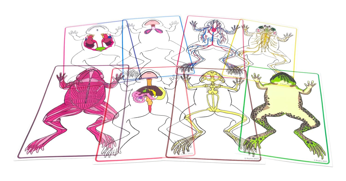 Roylco FrogXplore See-Through Frog Anatomy Kit | 8 Transparent Layers | No-Dissection Biology Kit for Kids Ages 5+ | STEM Science for Classroom