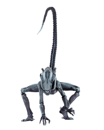 NECA - Aliens vs Predator (Arcade Appearance) - 7" Scale Action Figures - Arachnoid