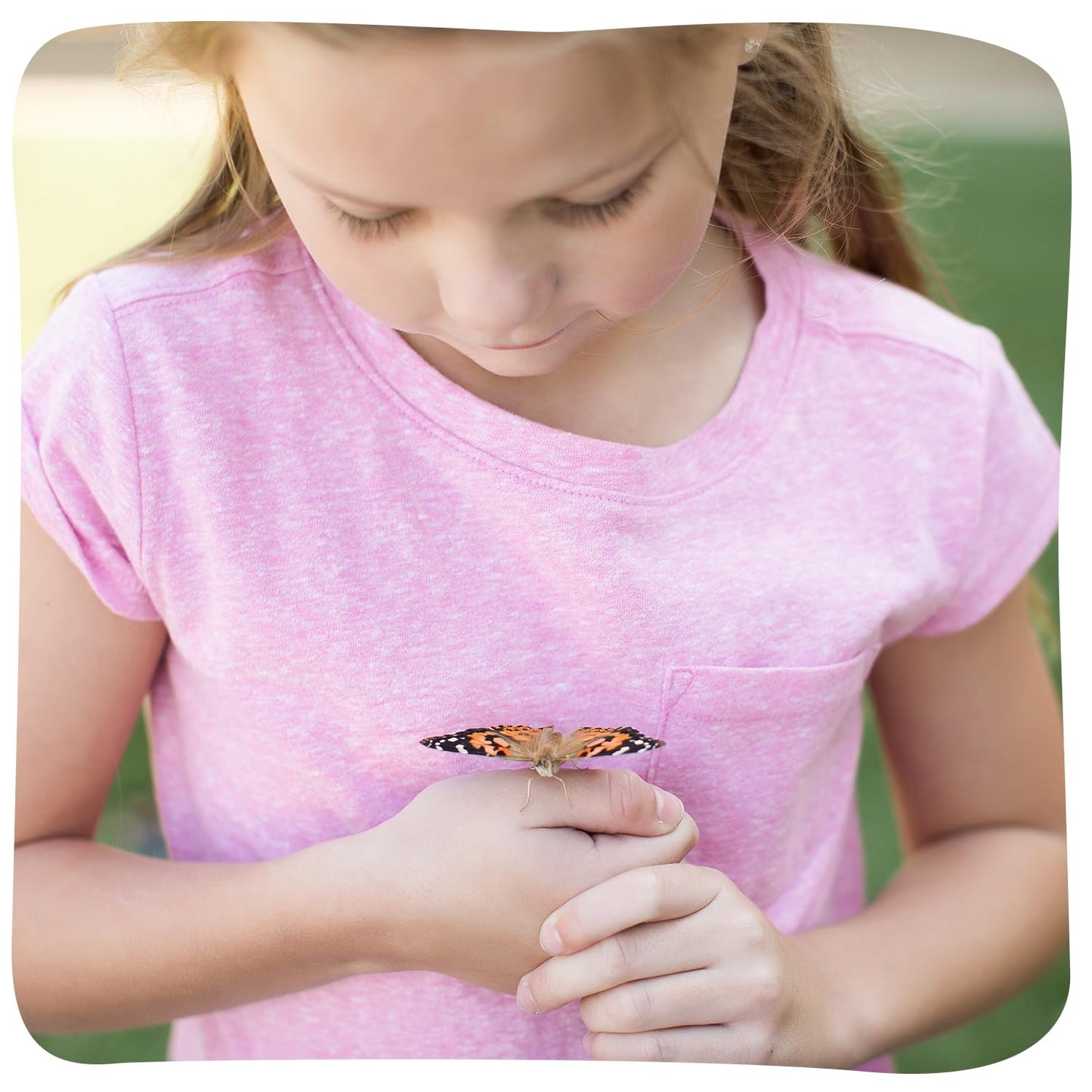 Insect Lore Butterfly Garden with 5 Live Baby Caterpillars - STEM Activity Journal, Habitat, Chrys-A-Lid Holder and Feeder Included | Raise
