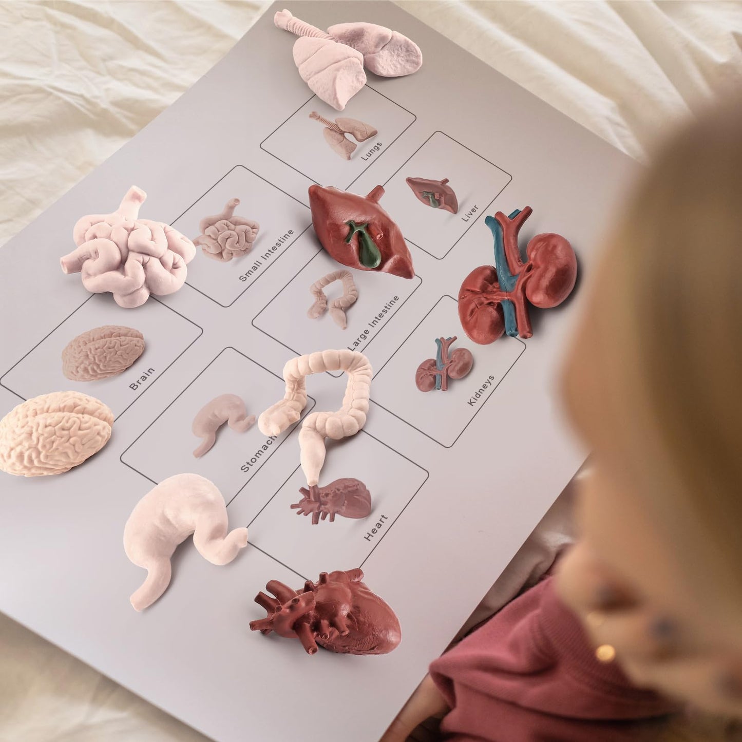 GUFOPONAS 2 Inch 8PCS Human Body Model for Kids Mini Fake Body Parts Sets Human Anatomy Model Anatomy and Physiology Good Tools Students Sciences