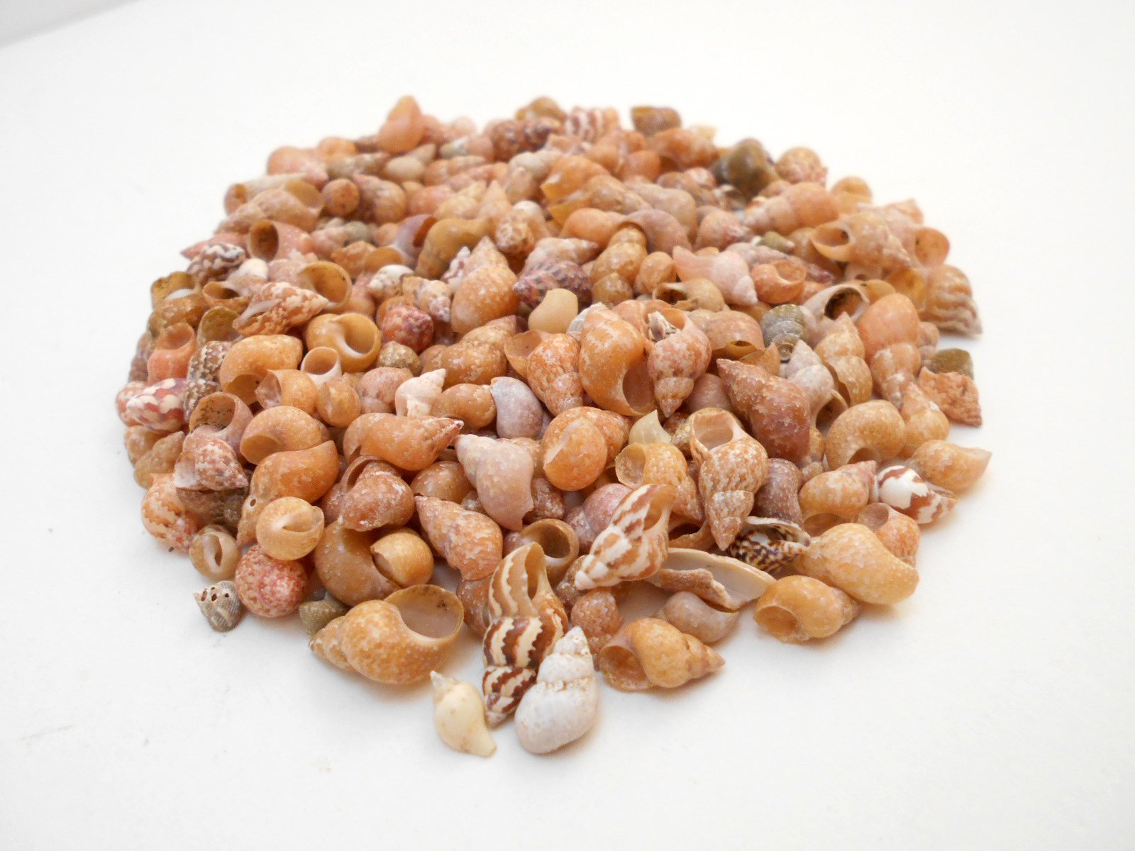 1/2 lb (1000+) Beautiful Tiny Peach Melissa Mini Shells Seashells (1/4"-1/2") Beach Craft Hobby Nautical