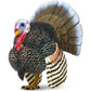 Safari Ltd. Domestic Turkey Figurine - Lifelike 3" Model Figure - Educational Toy for Boys, Girls, and Kids Ages 3+