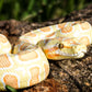 Safari Ltd. Albino Burmese Python Figurine - Lifelike 5.5" Snake Figure - Educational Toy for Boys, Girls, and Kids Ages 3+