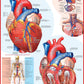 EuroGraphics Human Body (The Heart) Puzzle (1000-Piece) , Blue