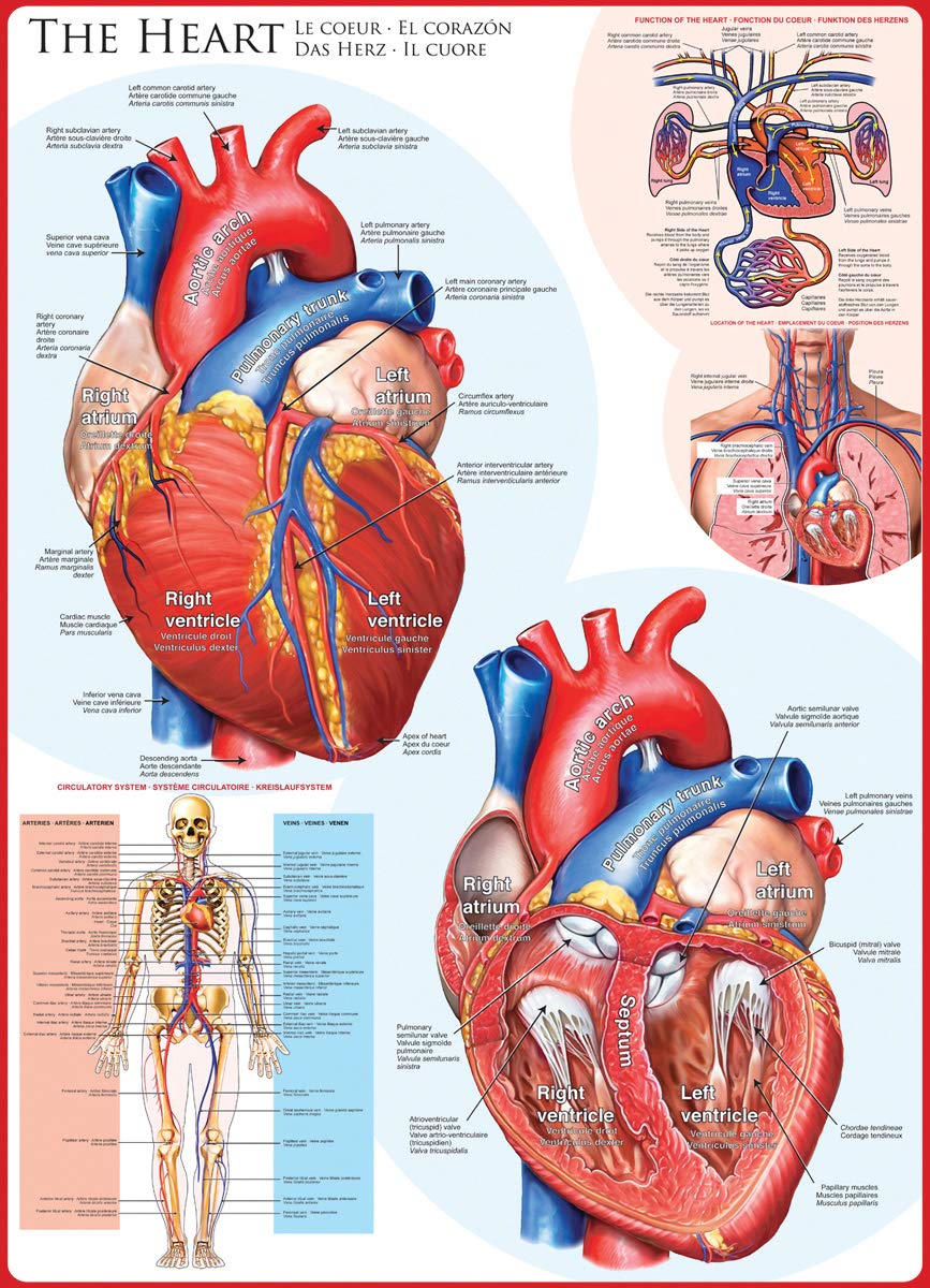 EuroGraphics Human Body (The Heart) Puzzle (1000-Piece) , Blue