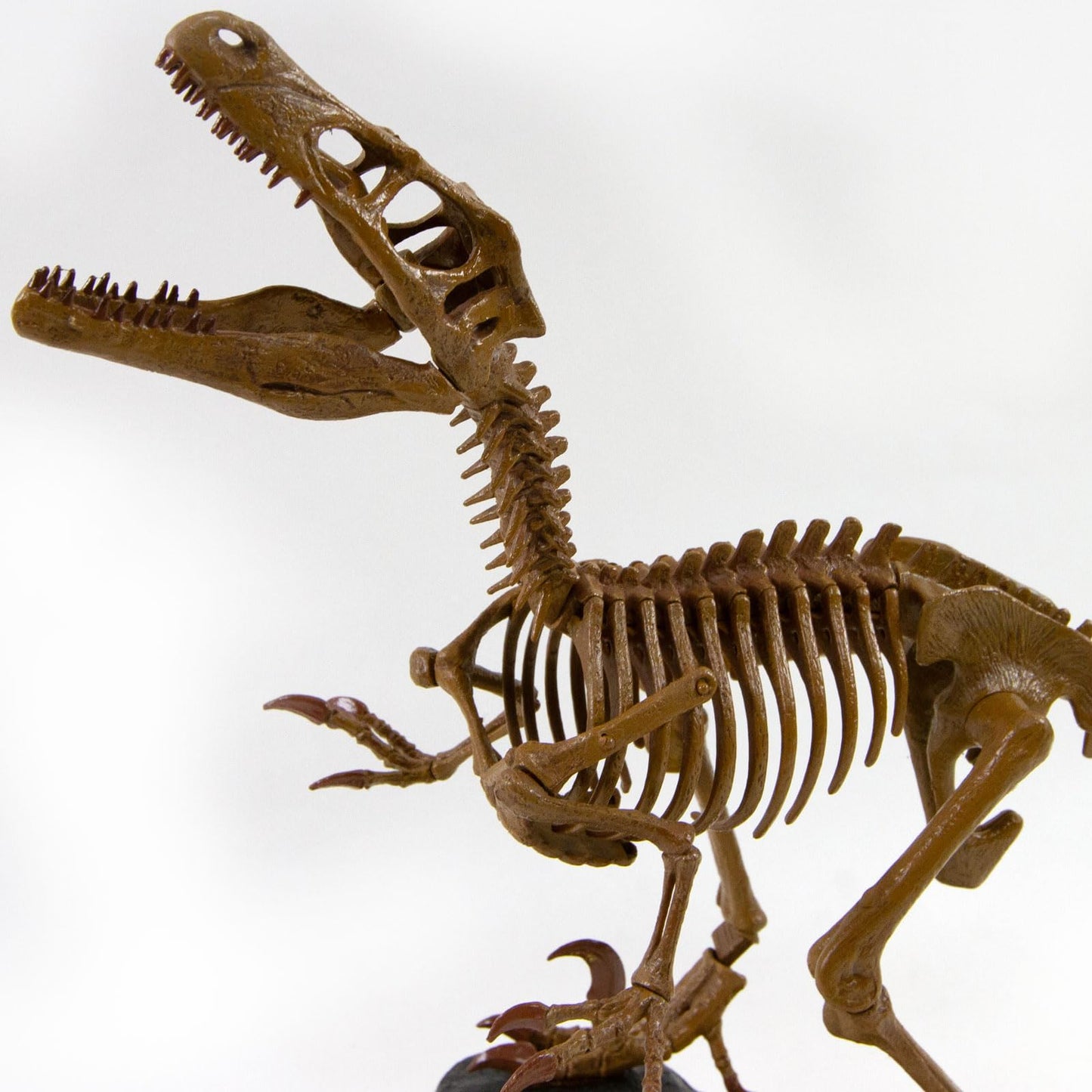 Geoworld Velociraptor Skeleton Model Kit - Scale Replica Velociraptor Skeleton - Build, Learn & Play STEM Toy for Kids Ages 6+