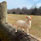 Safari Ltd. Ewe Figurine - Lifelike 3" Model Figure - Educational Toy for Boys, Girls, and Kids Ages 3+
