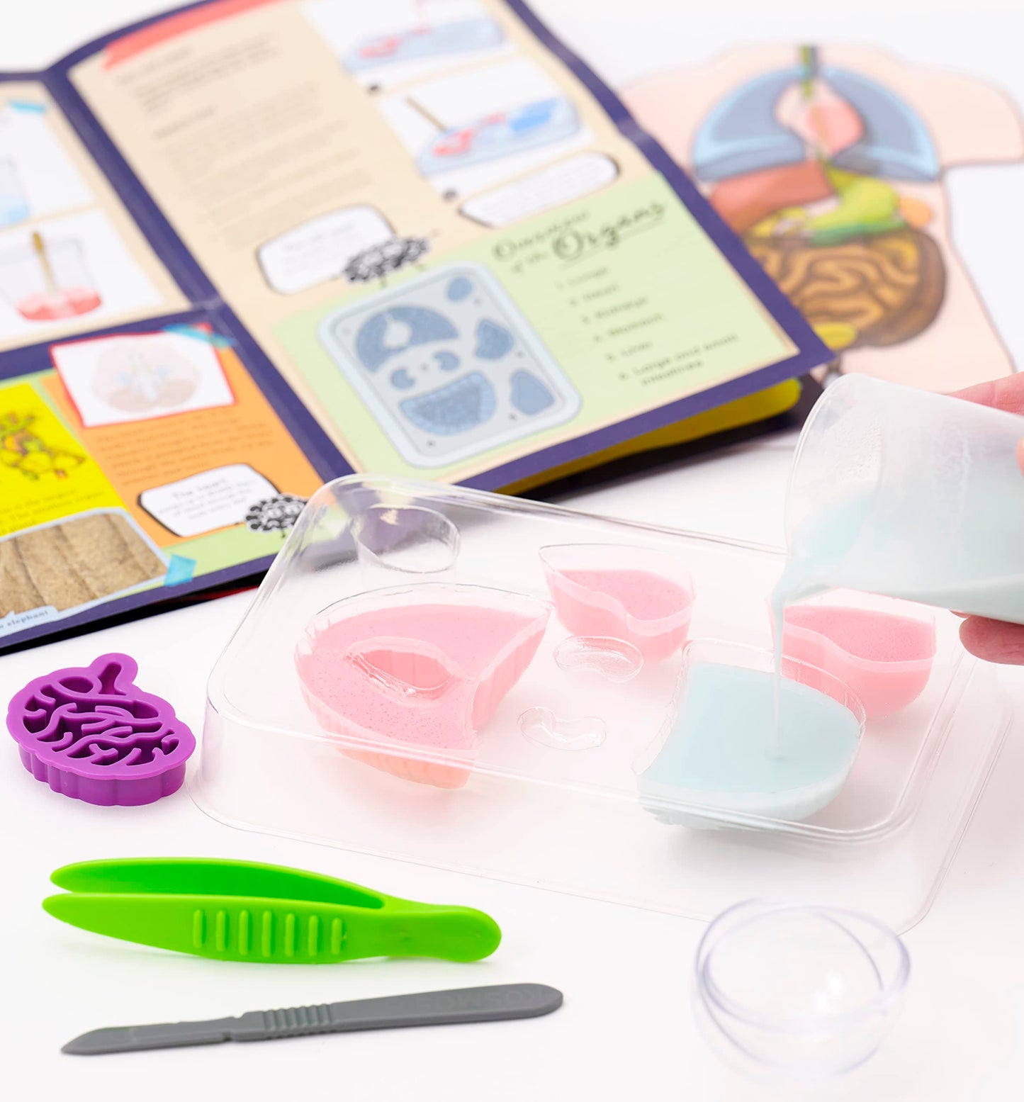 Thames & Kosmos Gross Anatomy: Make-Your-Own Squishy Human Body STEM Experiment Kit | Make Colorful Models of Human Organs with Slime & Putty | Fun