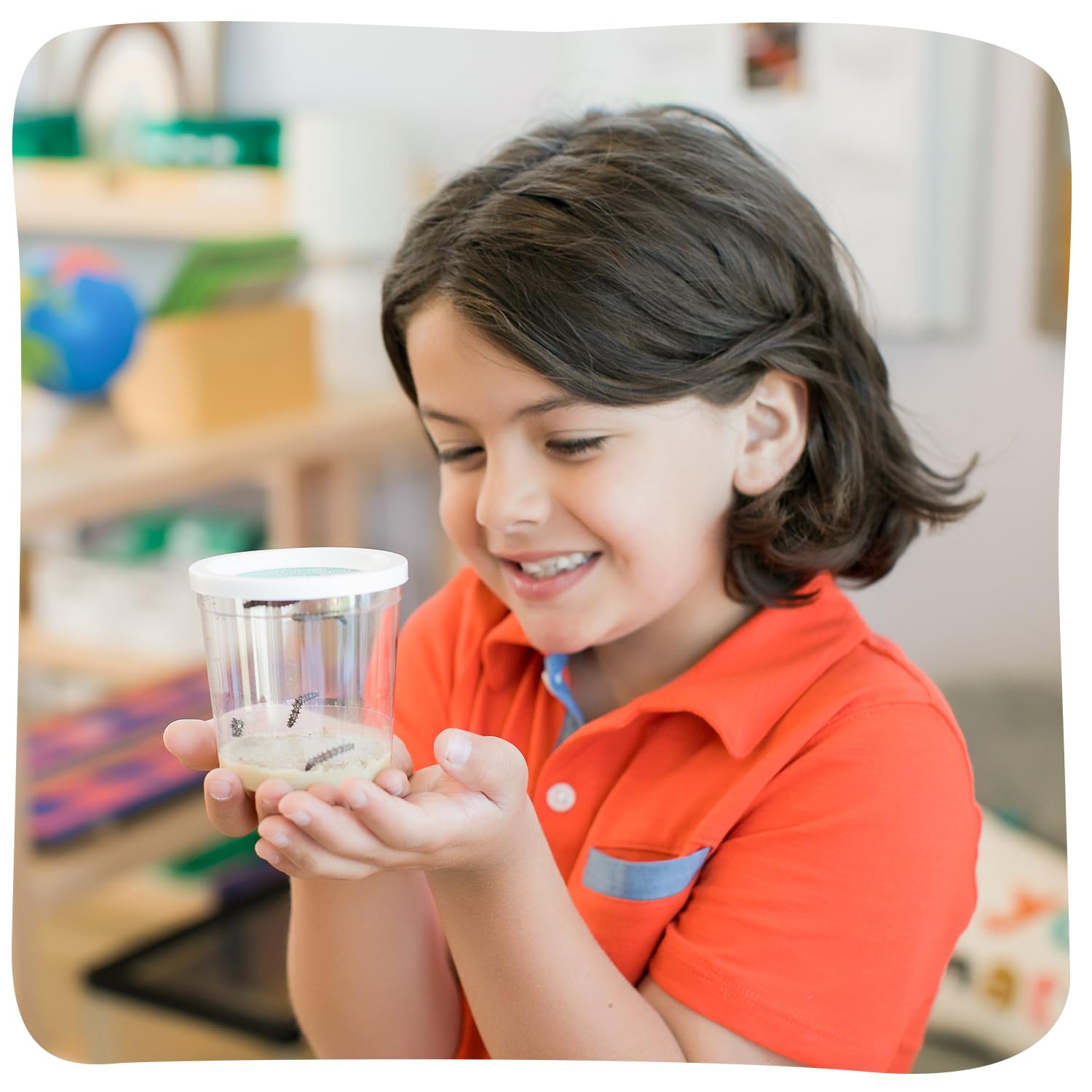 Insect Lore Two Cups of Caterpillars - Butterfly Garden Kit Refill - Raise and Release Painted Lady Butterflies - Includes Two Chrys-A-Lid Holding