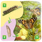 Insect Lore Cup of Caterpillars - 5 Live Painted Lady Caterpillars with Food - Refill for Butterfly Garden Kit - Chrys-A-Lid Holding Log Included