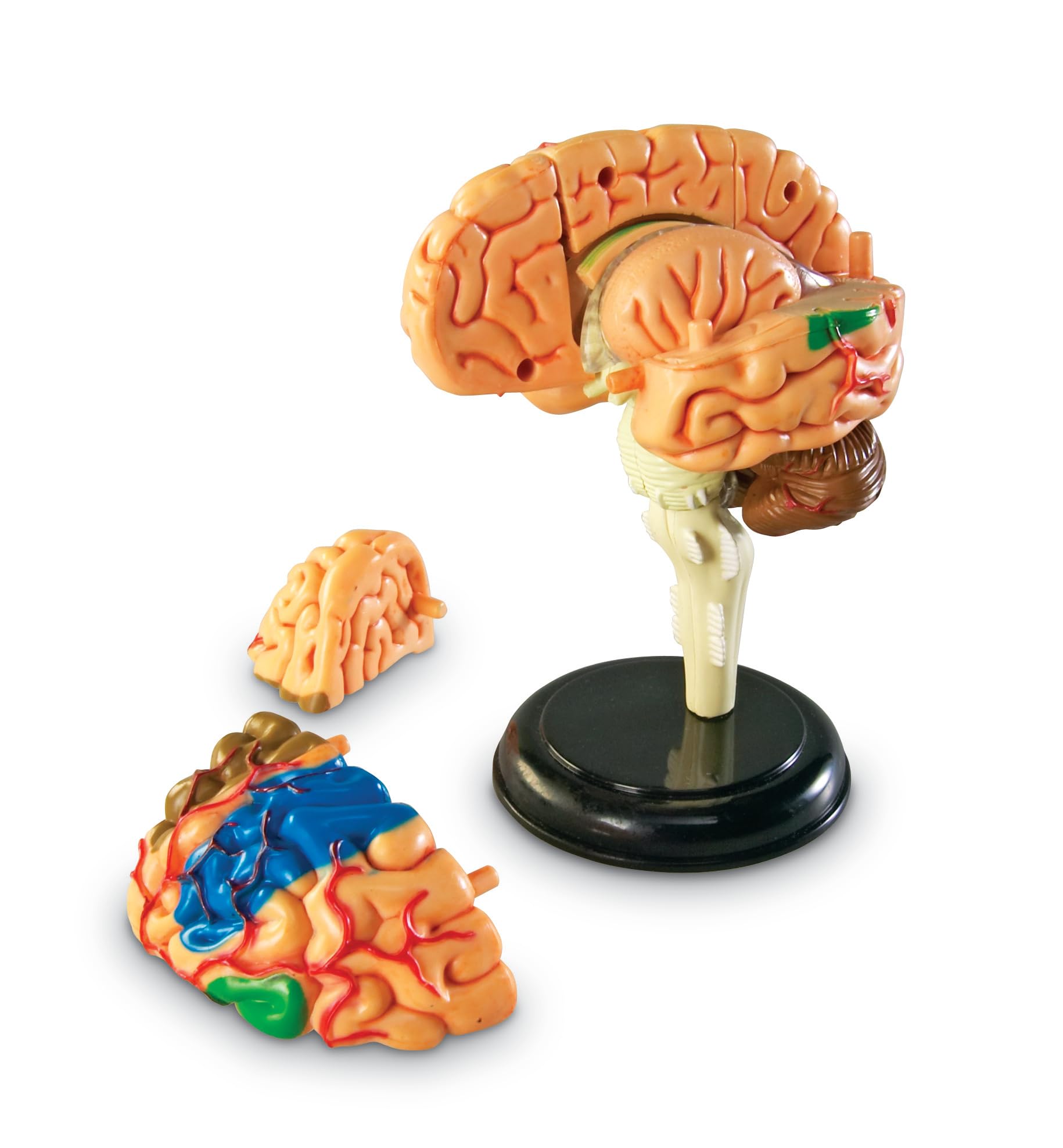 Learning Resources Brain Model - Anatomy and Science Classroom Must Haves, Neuro Health and Human Body Model, STEM Study Tools, Back to School Kits