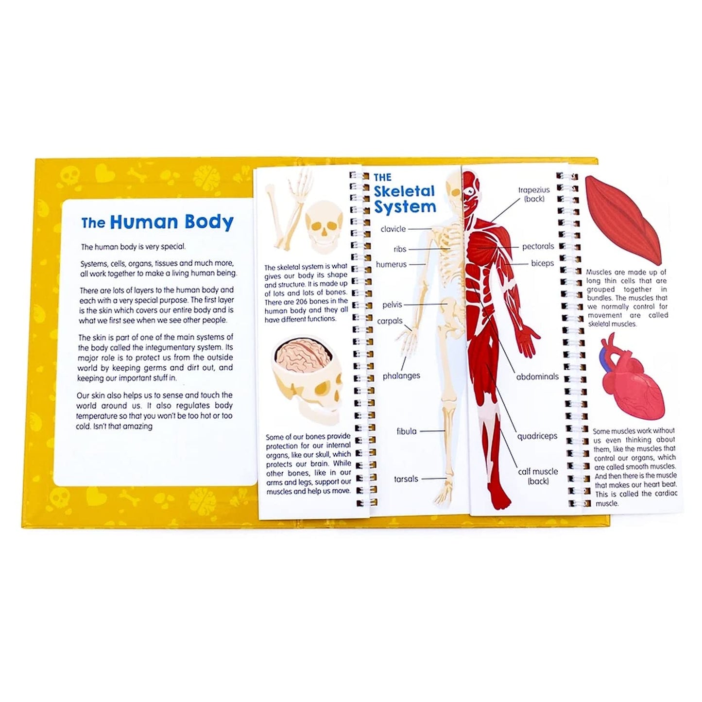 Junior Learning JL647 Anatomy Flips, Multi