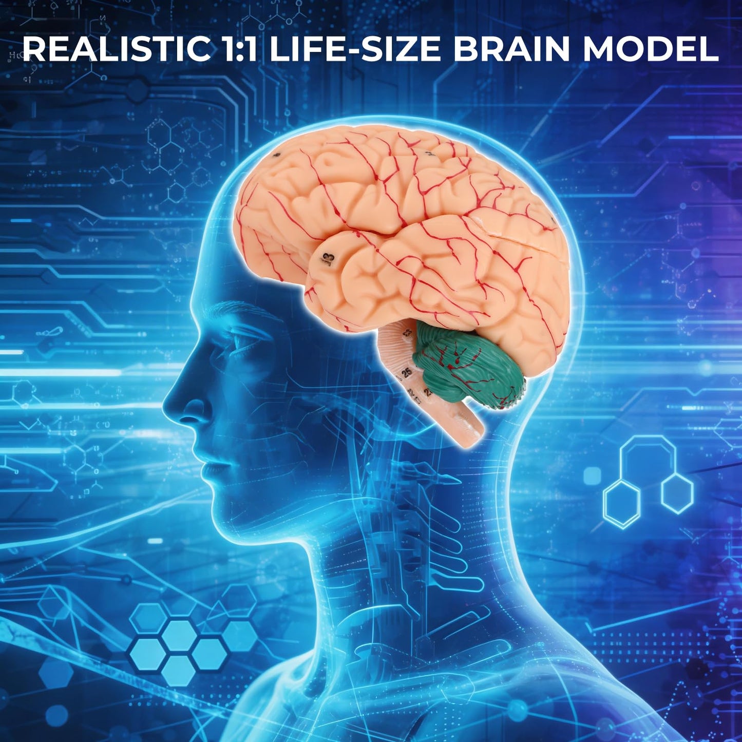 Avarstic Human Brain Model, 8-Part Life Size Magnetic Detachable Brain Anatomy Model, 32 Numbered Brain Structures, PVC Anatomical Brain Model