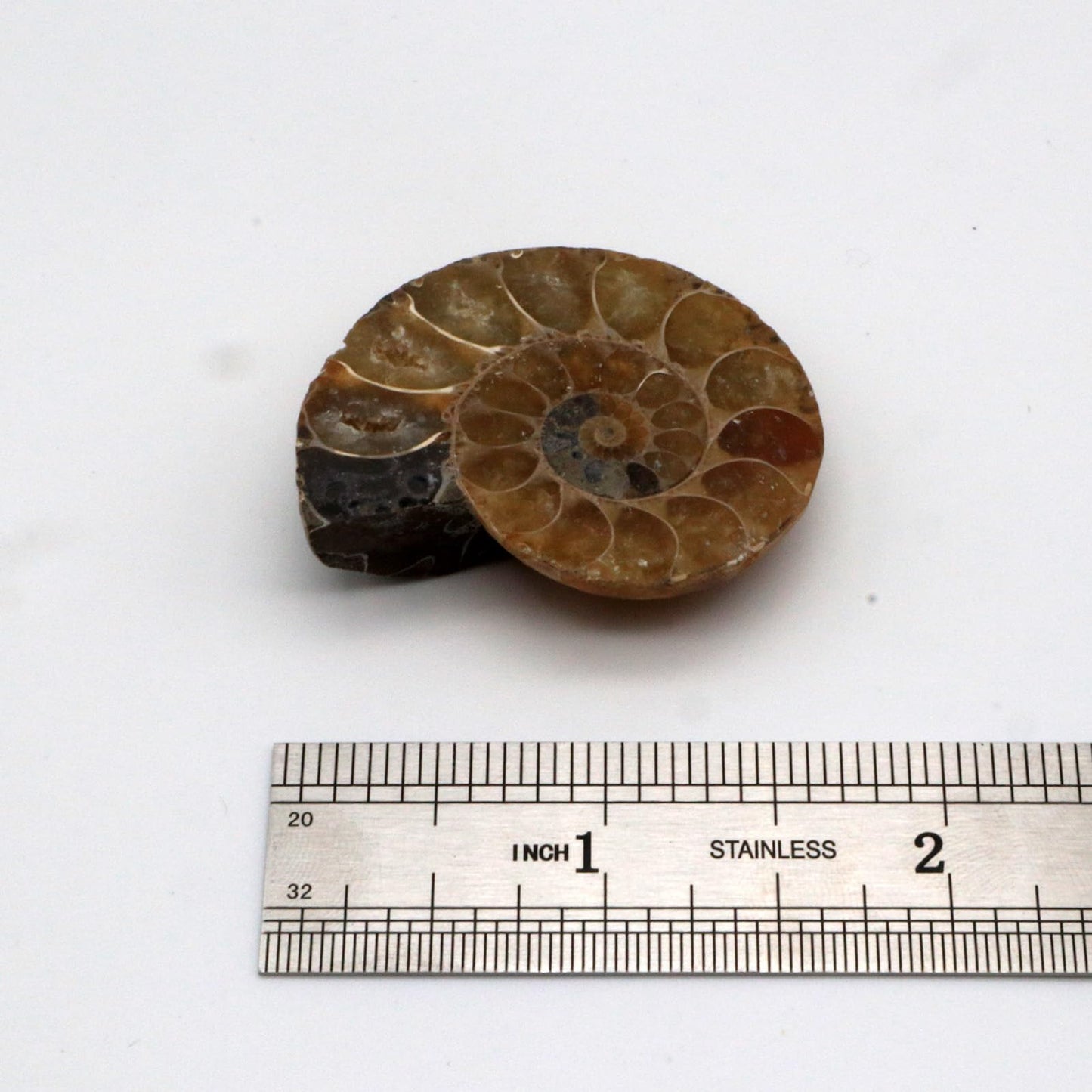 Authentic Fossils with Collection Box & Magnifier (Ammonite 4-5cm)
